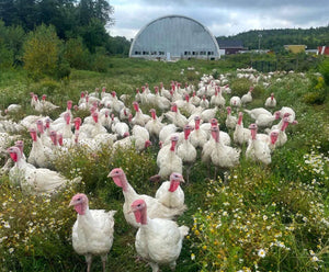 Turkey Deposit - Tide Mill Organic Farm